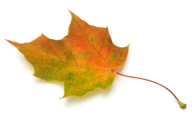 colorful autumn maple leaf isolated on white