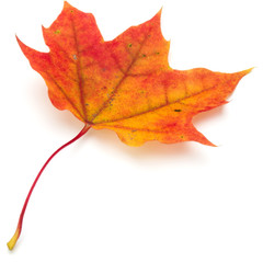 colorful autumn maple leaf isolated on white