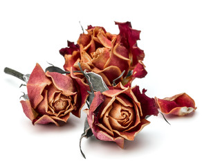 Fototapeta premium dried rose flower head isolated on white background cutout