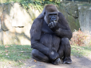 adult seated female Western Lowland Gorilla, Gorilla gorilla gorilla