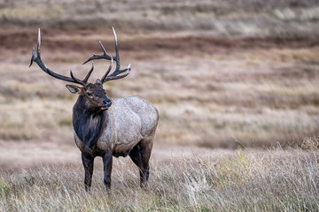 A Large Bull Elk