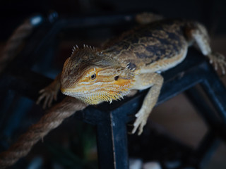 Bearded Agama lizard sits on a decorative aquarium