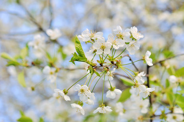 Blooming branch of plum tree