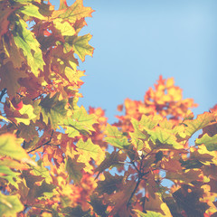 Autumn leaves background in selective focus. Red, orange and yellow dry leaves.