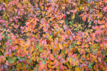 Fototapeta premium Autumn leaves background in selective focus. Red, orange and yellow dry leaves.