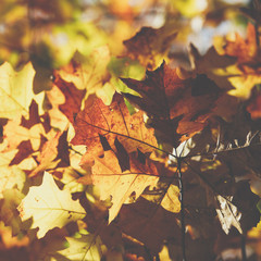 Naklejka na ściany i meble Autumn leaves background in selective focus. Red, orange and yellow dry leaves.