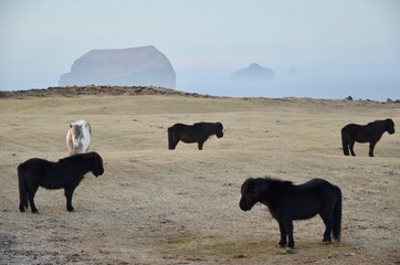 アイスランドホース　アイスランディックホース　冬 iceland island winter horse