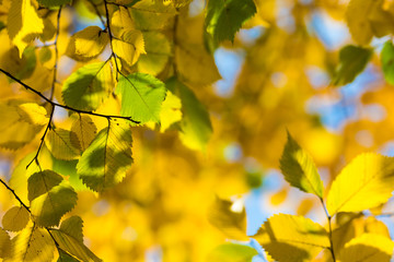 Autumn leaves background in selective focus. Red, orange and yellow dry leaves.