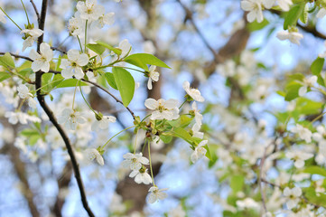 beautiful closeup spring blossoming tree