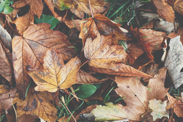Autumn leaves background in selective focus. Red, orange and yellow dry leaves.