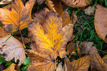 Autumn leaves background in selective focus. Red, orange and yellow dry leaves.