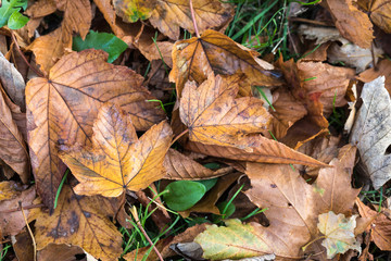 Autumn leaves background in selective focus. Red, orange and yellow dry leaves.