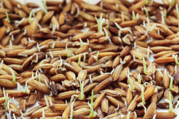 Seed germination,Seedlings Rice plant. on floor