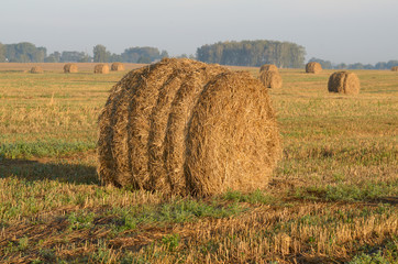 rolls of hay in field.