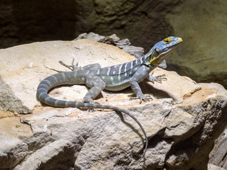 colorful iguana Petrosaurus thalassinus, Baja blue rock lizard