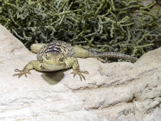 Sceloporus serrifer cyanogenys