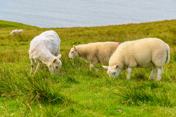Naklejka na ściany i meble Livestock grazes in a field in Scotland