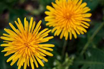 fiore giallo