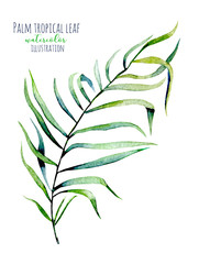 Watercolor palm tropical green branch illustration, hand painted isolated on a white background