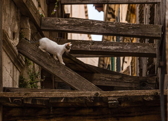 Homeless street white cat in ready position on a wooden beam crossing a narrow alley in Dubrovnik's old town, Croatia. This touristic Mediterranean city hides charming locations and pet scenes.