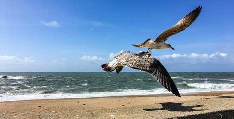 Walking sea gull carrying a starfish in the beak beside Atlantic Ocean at Carneiro beach in Porto, Portugal, in a sunny, windy day.