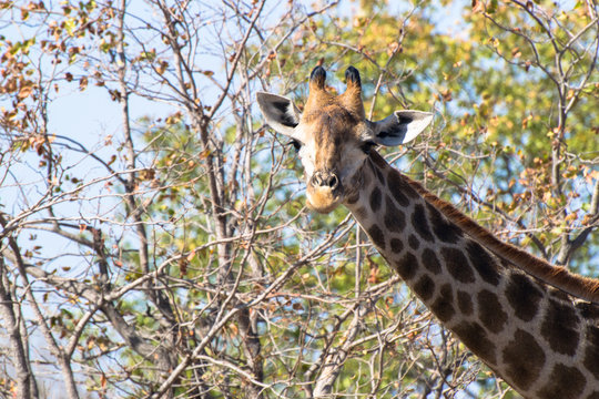 Giraffa del Sudafrica
