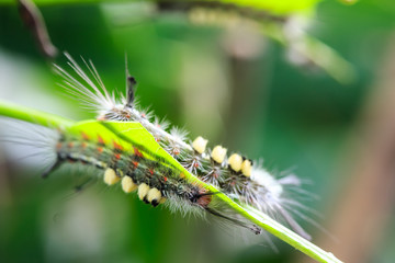 catapillar is crawling mango leaf.