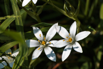 Obraz na płótnie Canvas fiore bianco. macro di un fiore bianco da campo