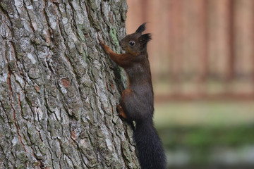 squirrel sciurine crawly on the trees