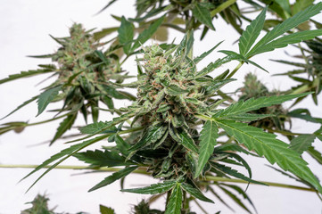 cannabis plant blossom close up on white background