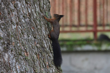 squirrel sciurine crawly on the trees