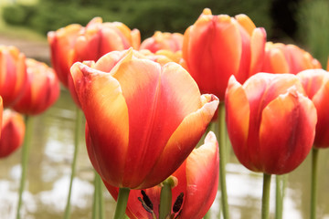 tulipano rosso - primavera - 177646150