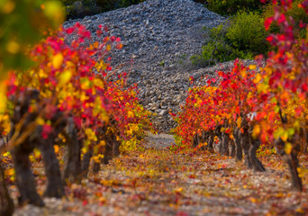 autumn vine red landscape