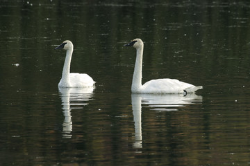 Trumpeter Swans reflected in pond along Denali Highway, Alaska