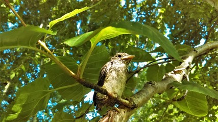 gray bird on tree