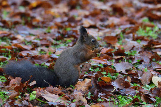squirrel sciurine crawly on the trees
