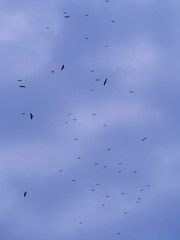 The Flocks of Open-billed Stork Birds Flying