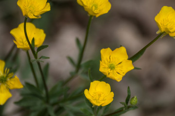 Obraz premium fiore giallo