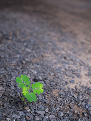 The Lonely Unwanted Flora Begins Life