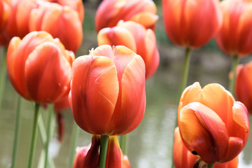 tulipano rosso - 177646951