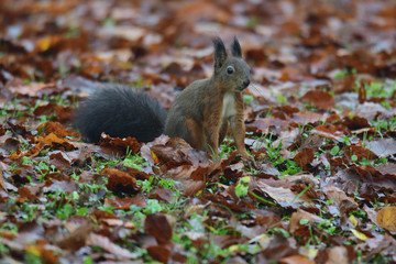 squirrel sciurine crawly on the trees