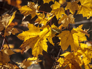 Maple leaves in autumn