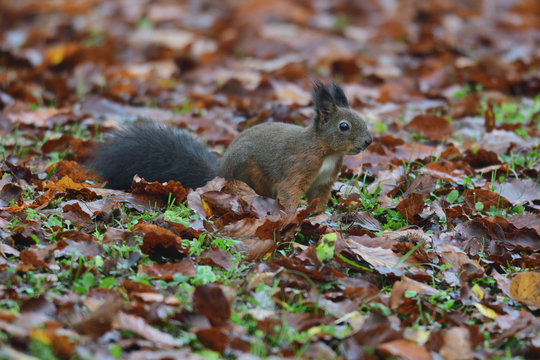 squirrel sciurine crawly on the trees