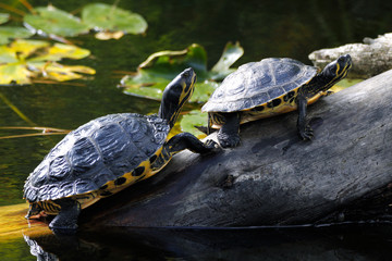 Obraz premium Pair of Terrapins