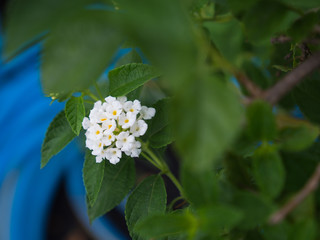 The Orange Pink Hedge Flowers Blooming