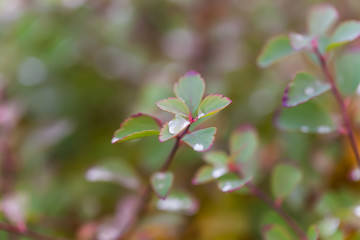 drops of water on leaves of bushes in autumn