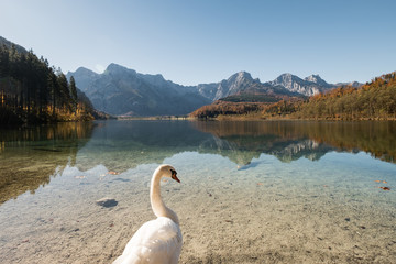 Fototapeta premium autumn at lake - almsee salzkammergut