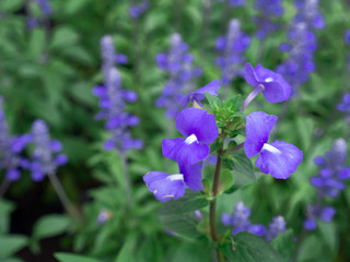 The Blue Brazilian Snapdragon Flowers Blooming
