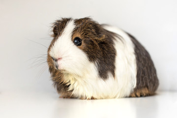 guinea pig over white
