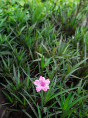 The Single Pink Relic Tuberosa Flower Blooming
